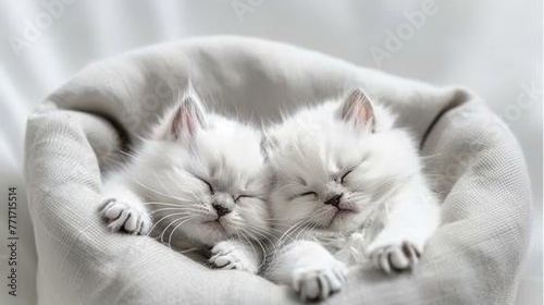  Two white kittens snuggle in a cat bed on a white-sheeted surface, eyes closed