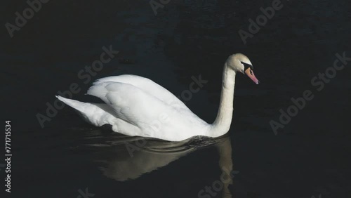 Adult swan on lake in the afternoon photo