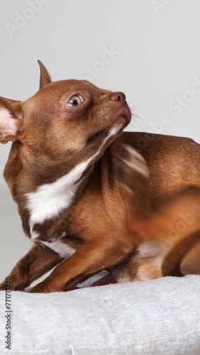 the dog is itching. Little brown chihuahua puppy is itching. The pet is suffering from itching. Care, care and health of your pet. Vertical video