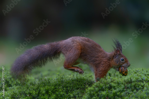 Hungy Eurasian red squirrel (Sciurus vulgaris) running in the forets searching for food. Noord-Brabant in the Netherlands.                   photo