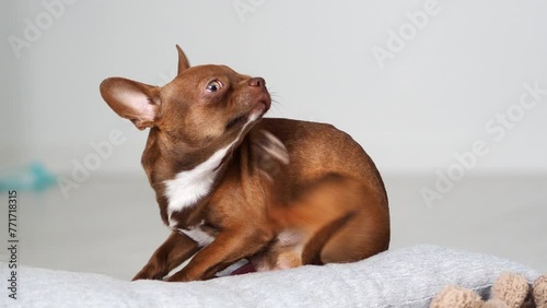 the dog is itching. Little brown chihuahua puppy is itching. The pet is suffering from itching. Care, care and health of your pet.
