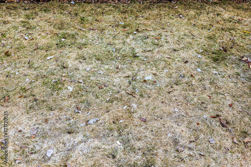 Close-up view of a yellow lawn after winter on an early spring day. Sweden.