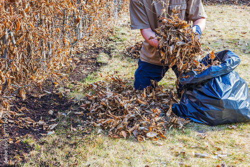 Close-up view of a man collecting fallen leaves in a plastic bag in a garden on a spring day. Sweden.