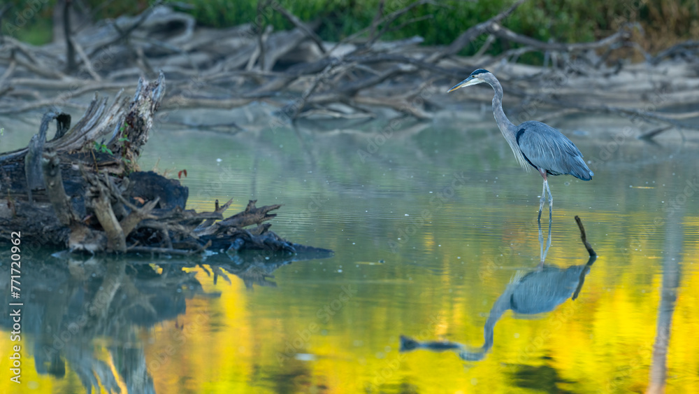Great Blue Heron in Virginia Great Blue Heron in Virginia