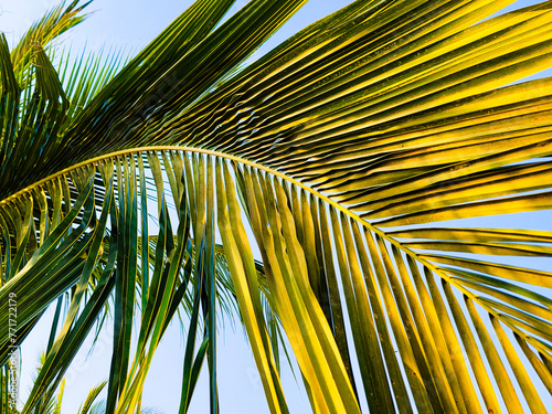 A close-up image of bright yellow-green palm leaves fanned out against a vibrant blue sky, highlighting tropical climate. © Ammar_53