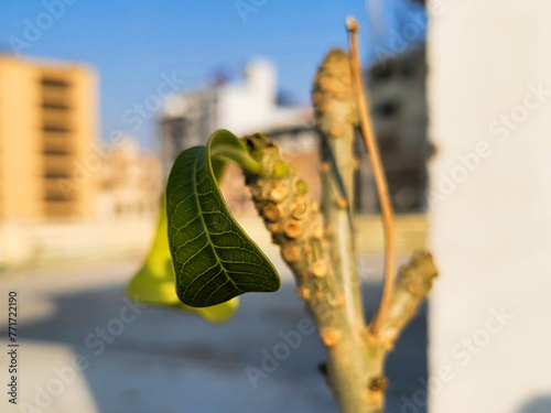 A vibrant green leaf sprouting on a bare twig, with a blurred urban environment in the background. © Ammar_53