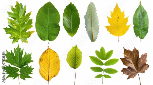 Leaf set collection. Isolated on white background Generative AI