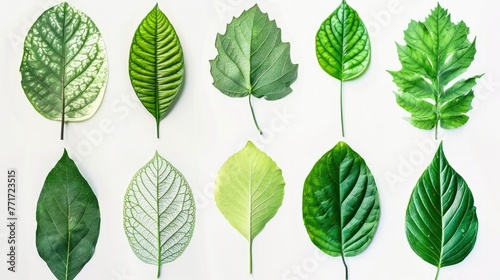 Leaf set collection. Isolated on white background Generative AI © Dvid