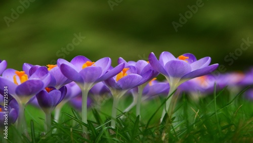 purple crocus flowers