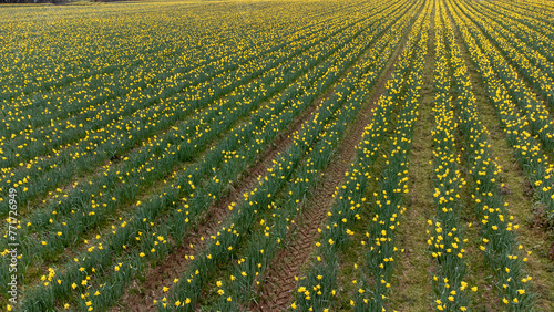Tracks through daffodils 