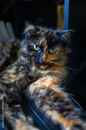 Tortoiseshell cat close up