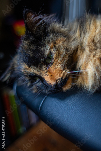 Tortoiseshell cat close up