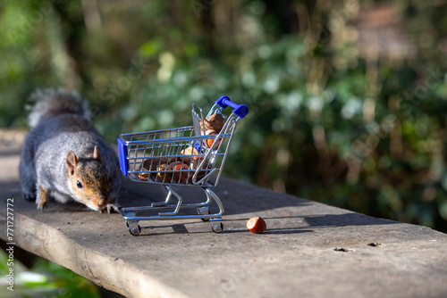 Squirrel with shopping cart of nuts