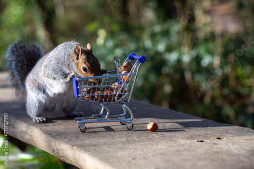 Squirrel with shopping cart of nuts