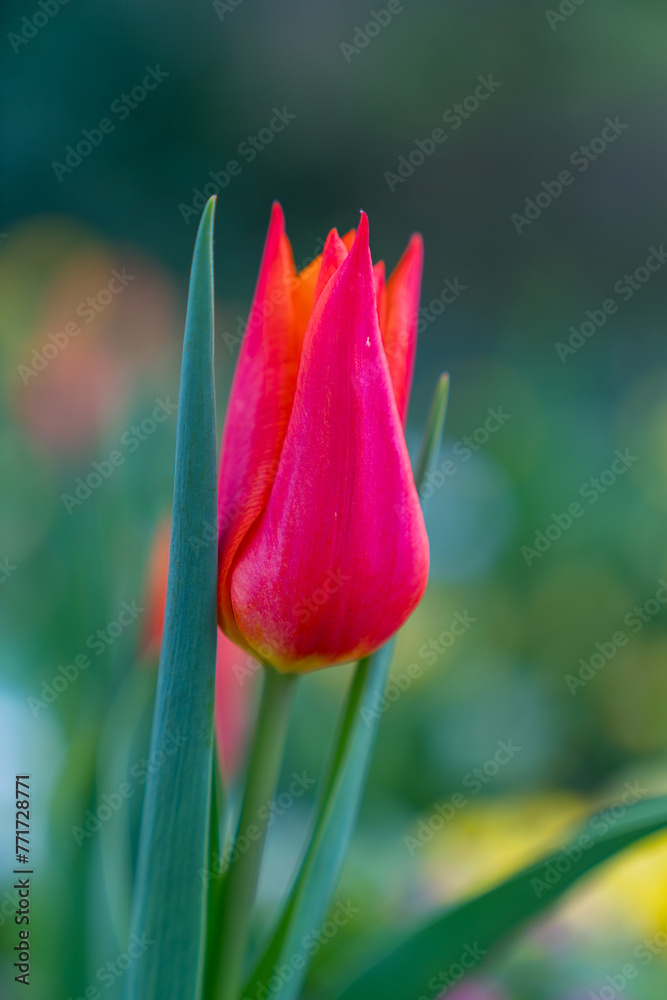 Naklejka premium red tulip flower