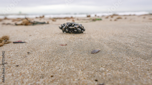 Codium coralloides , alga verde en forma de riñon , varada en la arena de la orilla de la playa