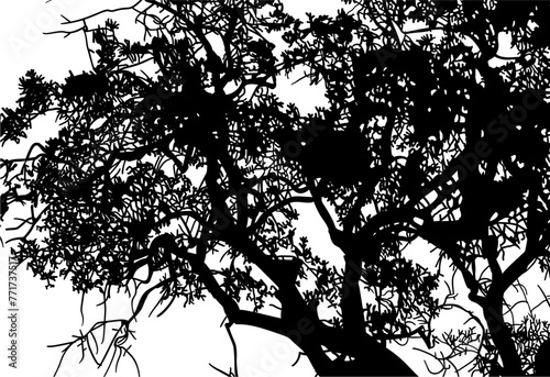 arboles, vector, silueta, paisaje, arbol, florecer, ramas, hojas, bosque, ilustracion, arte, naturaleza, descanso, follaje, textura