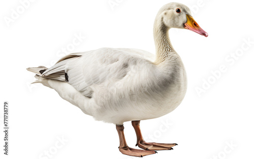 A graceful white duck stands majestically on a pure white surface