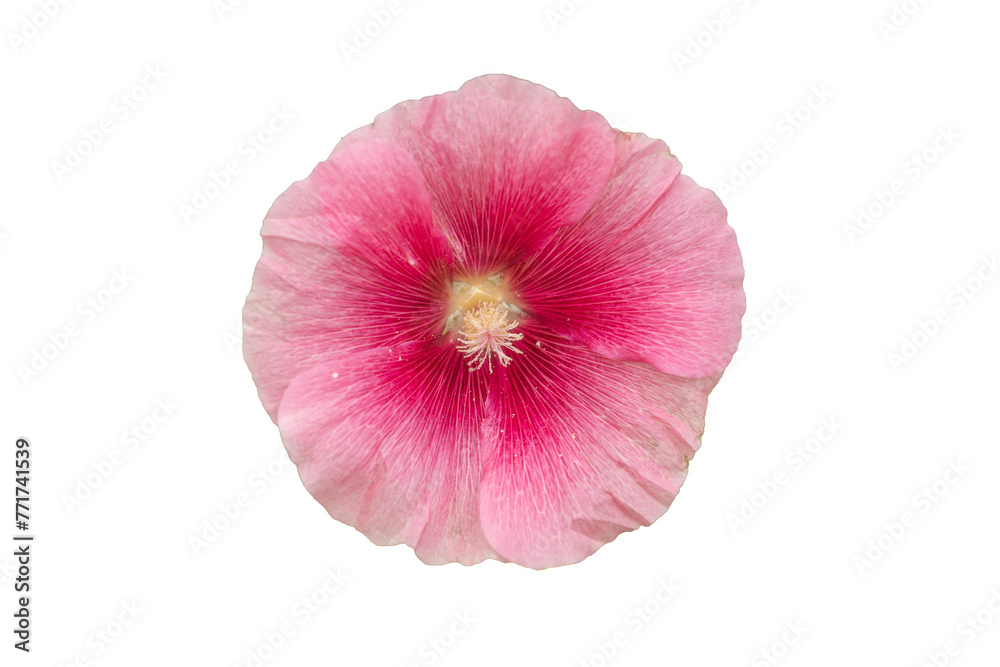 Pink Flower with No Background