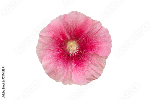 Pink Flower with No Background