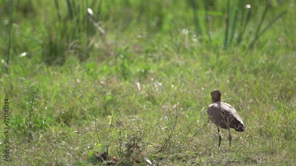 hammerkop bird has caught a big fish that he can not swallow. hammerkop bird has caught a big fish that he can not swallow.