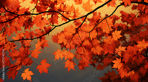 autumn maple leaves © ma