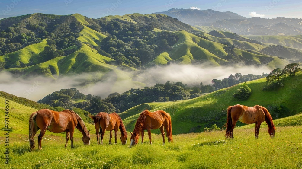 Obraz premium A group of horses grazes on a foggy green hill, with low-lying clouds in the distance