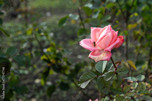 pink garden rose blooming on a bush flowers outdoor © Mariia