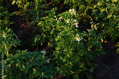 Close up of flowering potato plants growing on the field outdoor