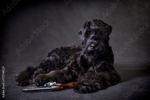 Russian black terrier dog lies with a gun