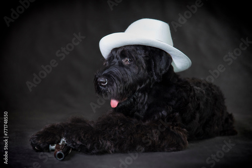 Russian black terrier dog in a hat and with a gun