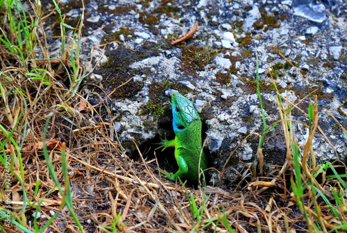 A green lizard crawls out of a mink in nature in the mountains