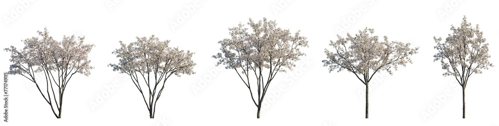 Set of big bush malus flowering shrub frontal isolated png on a transparent background perfectly cutout (Crabapples Flowering white Crab apple) - obrazy, fototapety, plakaty 