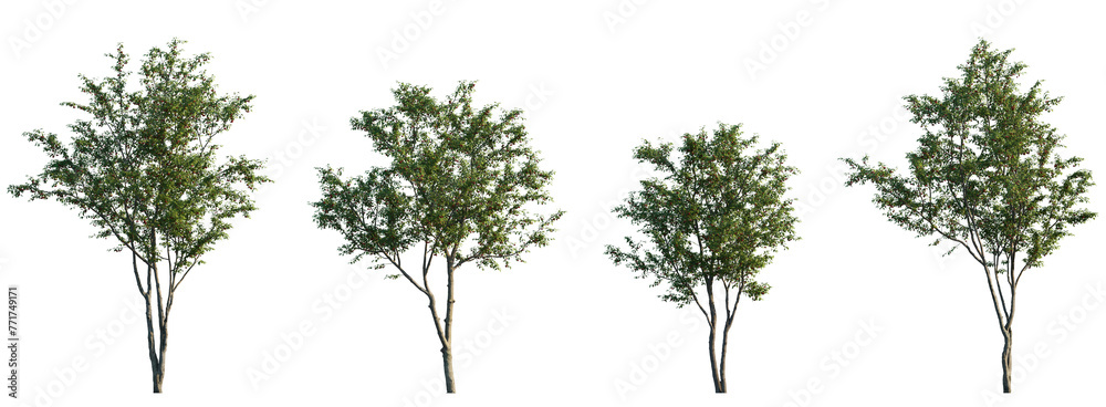 Cherry fruit trees frontal set street summer tree medium and small isolated png on a transparent background perfectly cutout
(Prunus cerasus, Prunus avium) - obrazy, fototapety, plakaty 