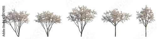 Set of big bush malus flowering shrub frontal isolated png on a transparent background perfectly cutout (Crabapples Flowering white Crab apple) photo