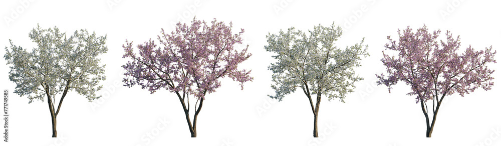 Cherry trees sakura blossoming frontal set street summer trees medium and small isolated png on a transparent background perfectly cutout
(Prunus cerasus, Prunus avium) - obrazy, fototapety, plakaty 