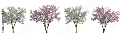 Cherry trees sakura blossoming frontal set street summer trees medium and small isolated png on a transparent background perfectly cutout
(Prunus cerasus, Prunus avium) photo