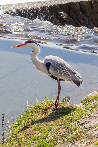 Gray heron in Kyoto on Kamo river next to Kyoto Imperial palace