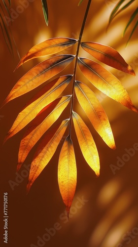 Close Up of Palm Tree Leaves