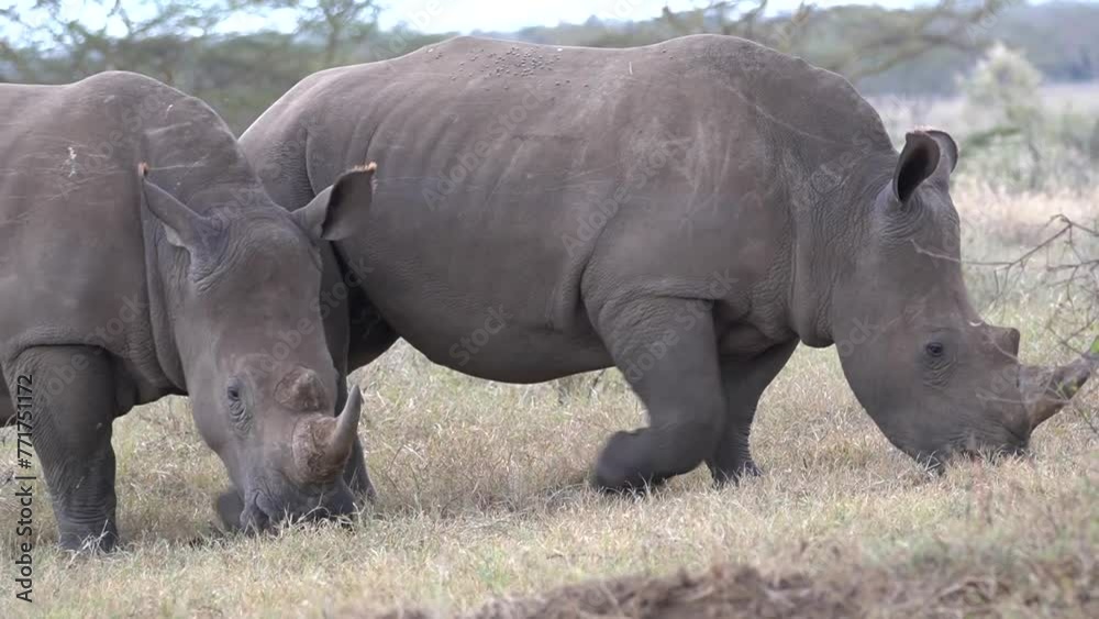White rhinos grazing in the field of Lake Nakuru park. White rhinos grazing in the field of Lake Nakuru park.