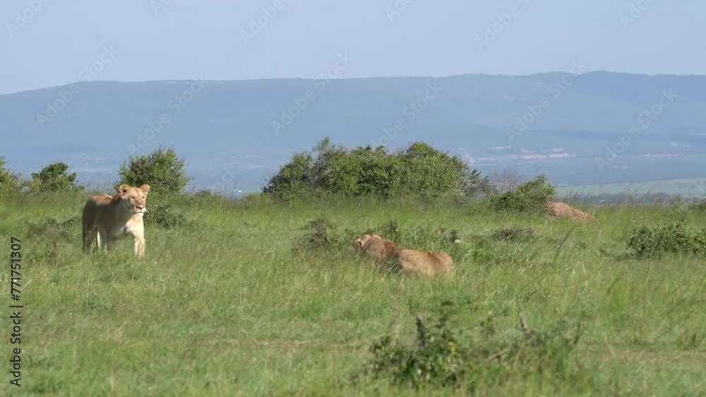 Two sisters lioness who have not seen each other for long finally meet and greet Two sisters lioness who have not seen each other for long finally meet and greet