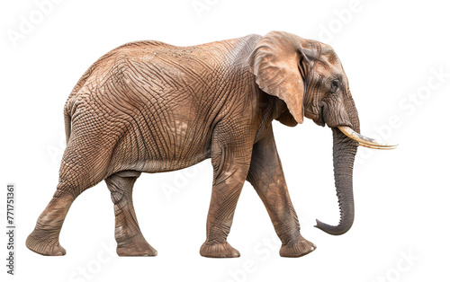 African elephant on transparent or white background