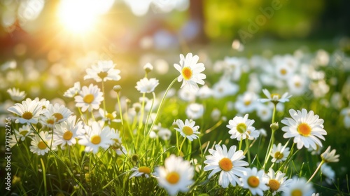  A photo shows a field with many white daisies lit by sunlight filtering through tree branches behind