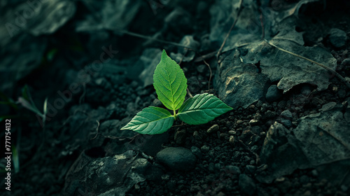 Emerging green sprout from parched earth, a symbol of resilience and life’s triumph over adversity, ideal for environmental sustainability and the indomitable spirit