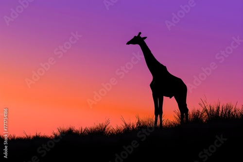 Giraffe silhouette against a vibrant sunset. African savannah and wildlife concept. National Reserve, Kenya. Ecosystem conservation. Design for banner, poster with copy space