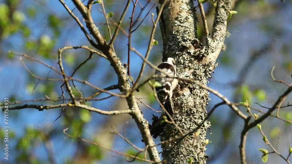 Lesser spotted woodpecker pecking on windy spring day in a boreal forest in Estonia, Northern Europe Lesser spotted woodpecker pecking on windy spring day in a boreal forest in Estonia, Northern Europe