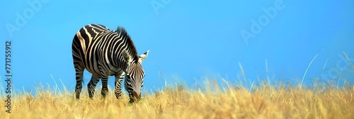 Zebra grazing in grassland. African savannah and wildlife concept. National Reserve, Kenya. Design for banner, poster with copy space © dreamdes