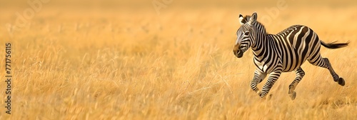 Running zebra foal in savanna. African savannah and wildlife concept. National Reserve  Kenya. Design for banner  poster with copy space