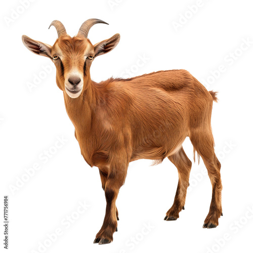 Brown goat on transparent or white background