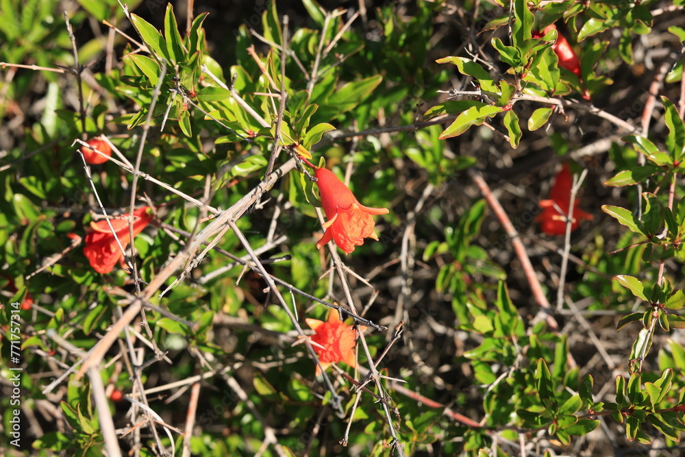 Closeup of dwarf pomegranate shrub with red flowers between twigs in